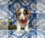 Small Photo #3 Pembroke Welsh Corgi Puppy For Sale in ELKTON, MD, USA