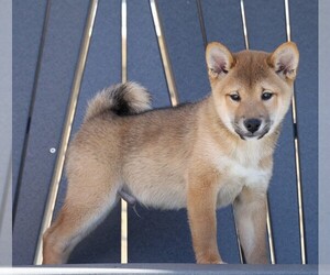 Shiba Inu Puppy for sale in FREDERICKSBG, OH, USA