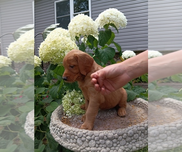 Medium Photo #35 Golden Retriever Puppy For Sale in GREENWOOD, WI, USA