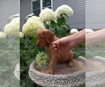 Small Photo #35 Golden Retriever Puppy For Sale in GREENWOOD, WI, USA