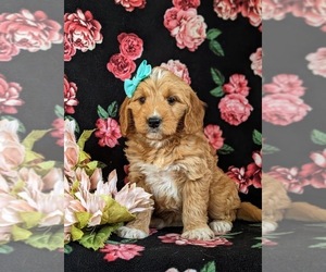 Goldendoodle (Miniature) Puppy for sale in QUARRYVILLE, PA, USA