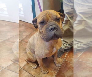 Chinese Shar-Pei Dogs for adoption in Amarillo, TX, USA