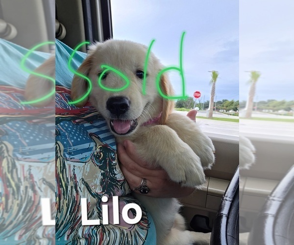Medium Photo #8 Golden Retriever Puppy For Sale in PLANT CITY, FL, USA
