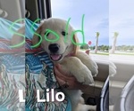 Small #7 Golden Retriever