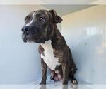 Small Staffordshire Bull Terrier Mix
