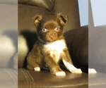 Small #3 Chihuahua
