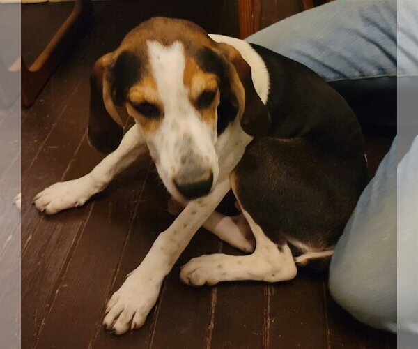 Medium Photo #4 Basset Hound-Treeing Walker Coonhound Mix Puppy For Sale in Harrison, AR, USA
