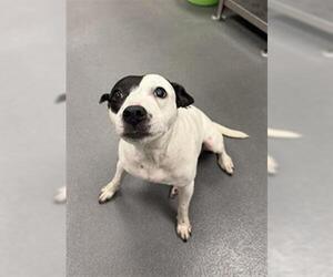 American Pit Bull Terrier-Unknown Mix Dogs for adoption in Corpus Christi, TX, USA