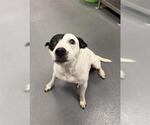 Small American Pit Bull Terrier Mix