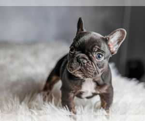 French Bulldog Puppy for sale in DOWNEY, CA, USA