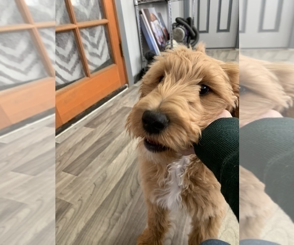 Medium Photo #24 Goldendoodle Puppy For Sale in SAN DIEGO, CA, USA