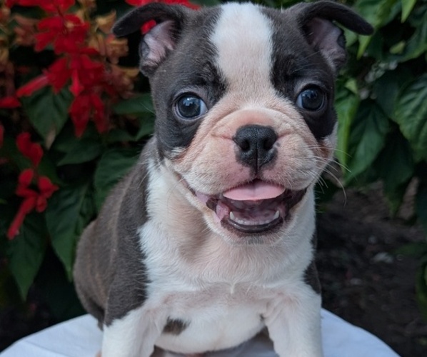 Medium Photo #19 Faux Frenchbo Bulldog Puppy For Sale in GOSHEN, IN, USA