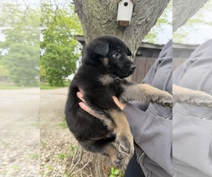 German Shepherd Dog Puppy for sale in FORT WAYNE, IN, USA