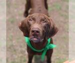 Small Vizsla Mix