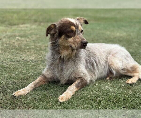 Medium Photo #8 Mutt Puppy For Sale in PIPE CREEK, TX, USA