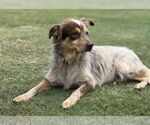 Small #7 Mutt