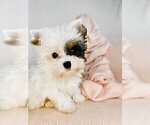 Small #2 Morkie