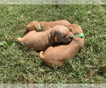 Small #5 Golden Retriever