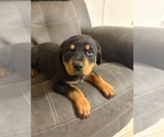 Small #9 Rottweiler
