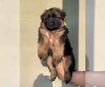 Small #3 German Shepherd Dog