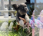 Puppy Pluto French Bulldog