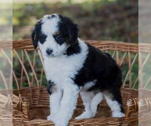 Bernedoodle (Miniature) Puppy for sale in MILLERSBURG, PA, USA