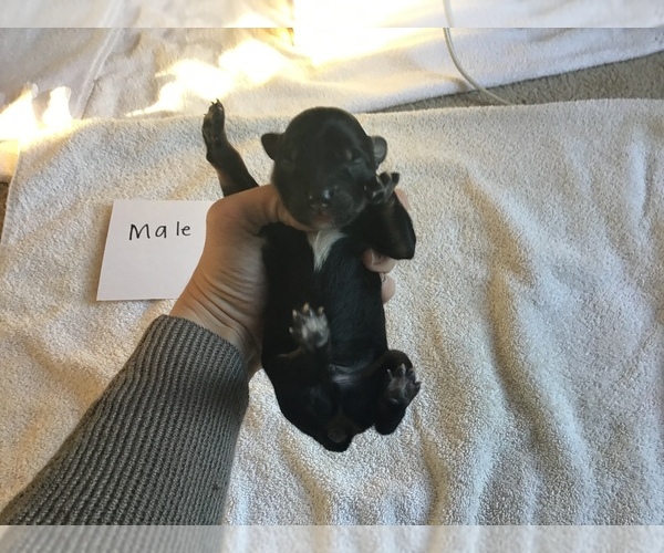 Medium Photo #7 Australian Shepherd Puppy For Sale in SAINT MATTHEWS, SC, USA