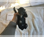 Small Photo #7 Australian Shepherd Puppy For Sale in SAINT MATTHEWS, SC, USA