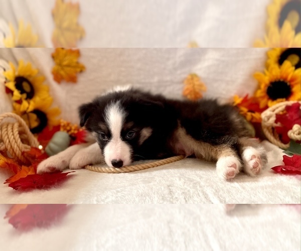 Medium Photo #3 Miniature Australian Shepherd Puppy For Sale in BOUSE, AZ, USA