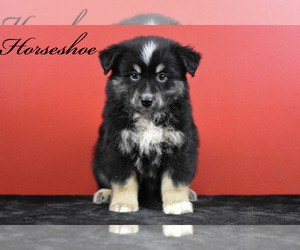 Australian Shepherd Puppy for sale in EASTON, MO, USA