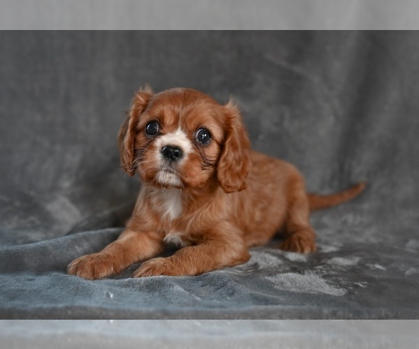 Medium Photo #3 Cavalier King Charles Spaniel Puppy For Sale in MILLERSBURG, OH, USA