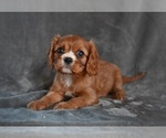 Small #2 Cavalier King Charles Spaniel