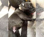 Small #1 Mutt