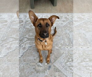 Black Mouth Cur-German Shepherd Dog Mix Dogs for adoption in Chandler, AZ, USA