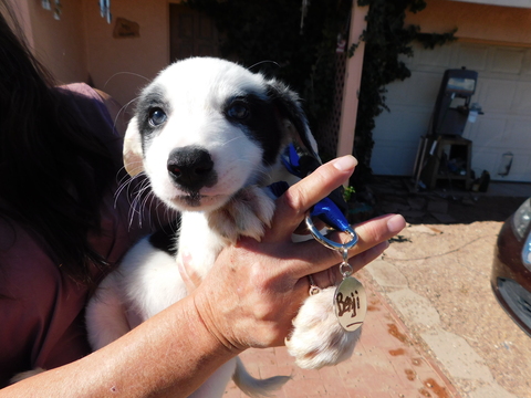 Medium Photo #1 Border Collie Puppy For Sale in GREEN VALLEY, AZ, USA