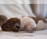 Small #2 Dachshund