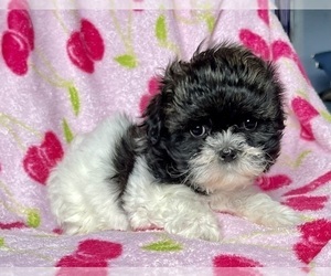 Zuchon Puppy for sale in MOUNT PLEASANT, MI, USA