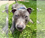 Small #8 American Staffordshire Terrier-Labrador Retriever Mix