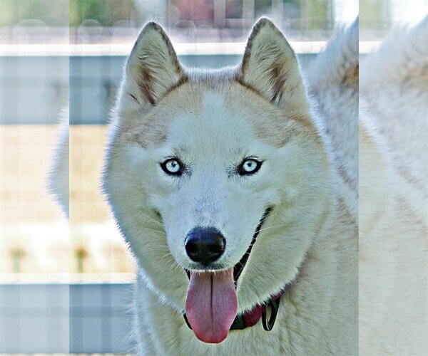 Medium Photo #2 Siberian Husky Puppy For Sale in Boise, ID, USA