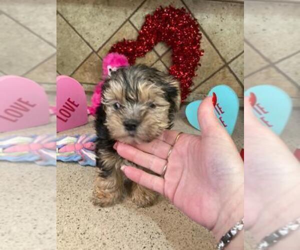 Full screen Photo #12 Yorkshire Terrier Puppy For Sale in GREENWOOD, IN, USA