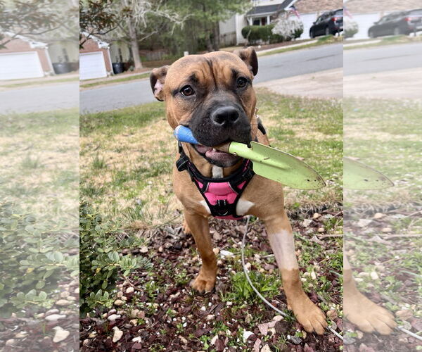Medium Photo #30 Boxer-Unknown Mix Puppy For Sale in Holly Springs, NC, USA