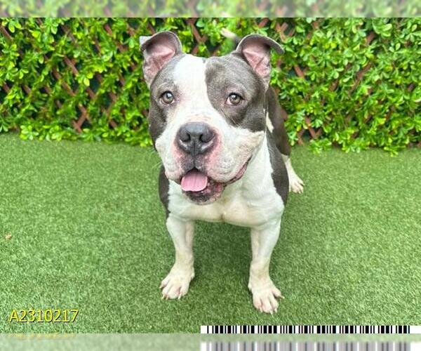 Medium Photo #1 American Pit Bull Terrier Puppy For Sale in West Palm Beach, FL, USA