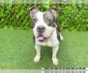 American Pit Bull Terrier Dogs for adoption in West Palm Beach, FL, USA