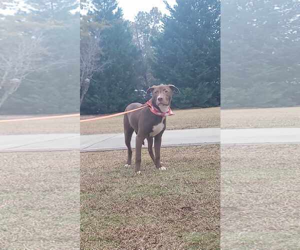 Medium Photo #3 American Pit Bull Terrier-Labrador Retriever Mix Puppy For Sale in Orangeburg, SC, USA