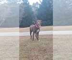 Small #2 American Pit Bull Terrier-Labrador Retriever Mix
