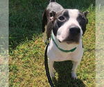 Small #4 American Staffordshire Terrier Mix