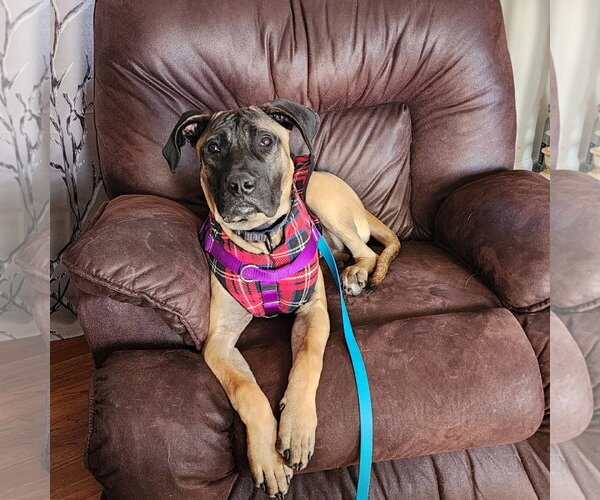 Medium Photo #6 Mastiff-Unknown Mix Puppy For Sale in Catasauqua, PA, USA