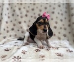Small #5 Beagle