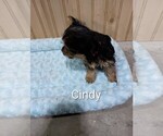 Small #2 Yorkshire Terrier