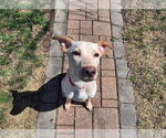 Small #5 Labrador Retriever Mix